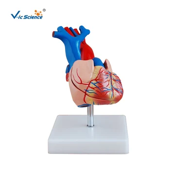 Школьное обучение Медицинской Анатомии Модель сердца